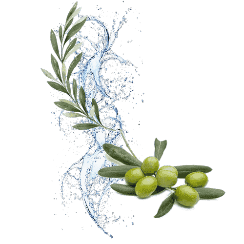 Körpercreme Olive